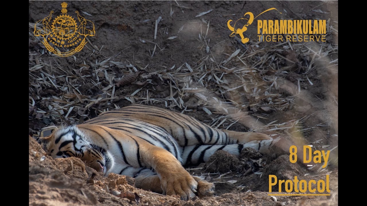All India Tiger Estimation - the 8 Day Protocol