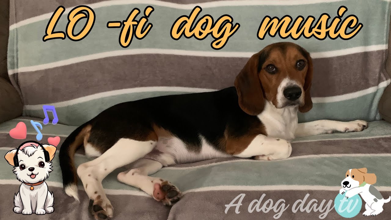 Lo-Fi Chill Beats For Anxious Dogs [dog music]