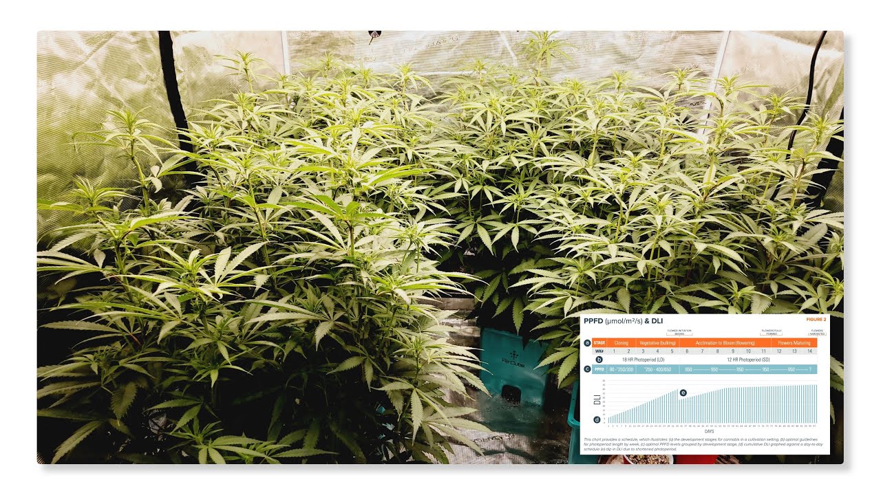 Accelerate Your Grow with PAR and DLI: Everything You Need to Know #MarsHydro