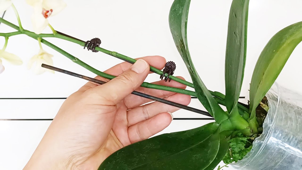 蝴蝶兰花梗繁殖，只需要1个饮料瓶，看一遍就会，学会赚了！（阿养养花177期）