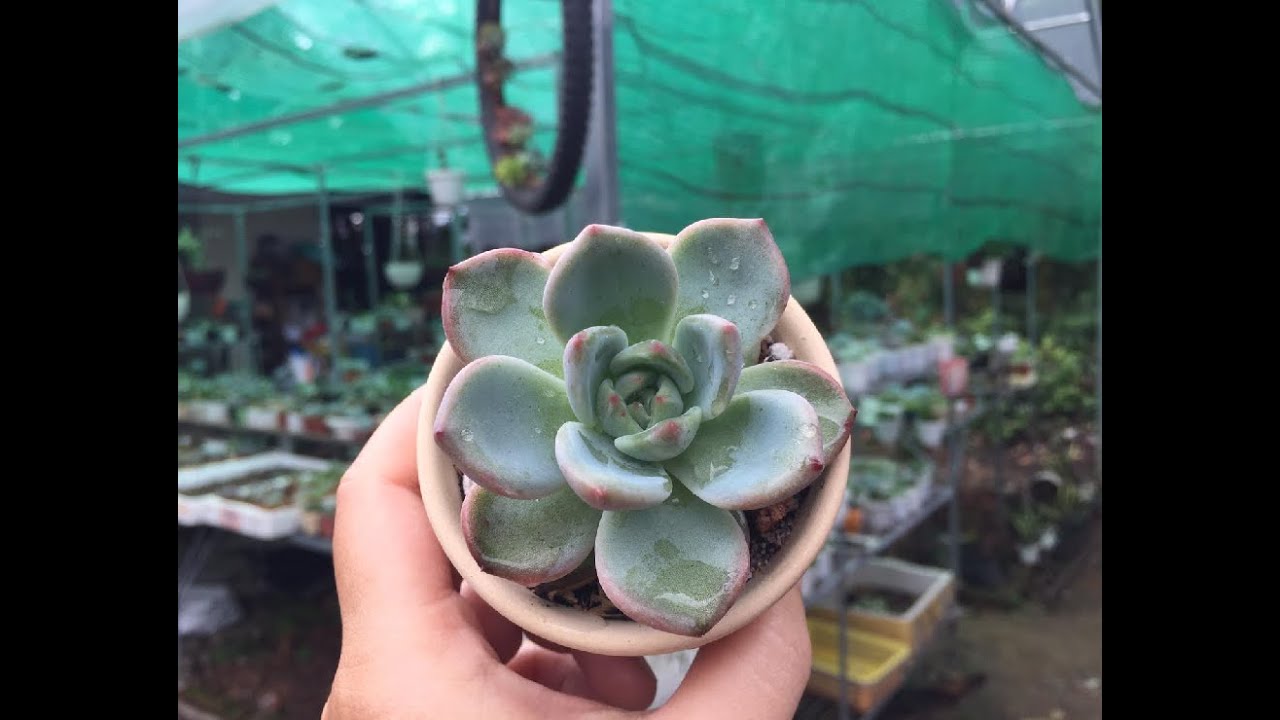 Quá trình mình thuần sen đá