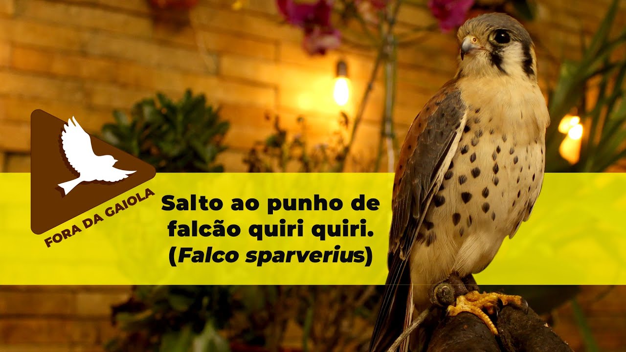 Salto ao punho de falcão quiri quiri Falco sparverius