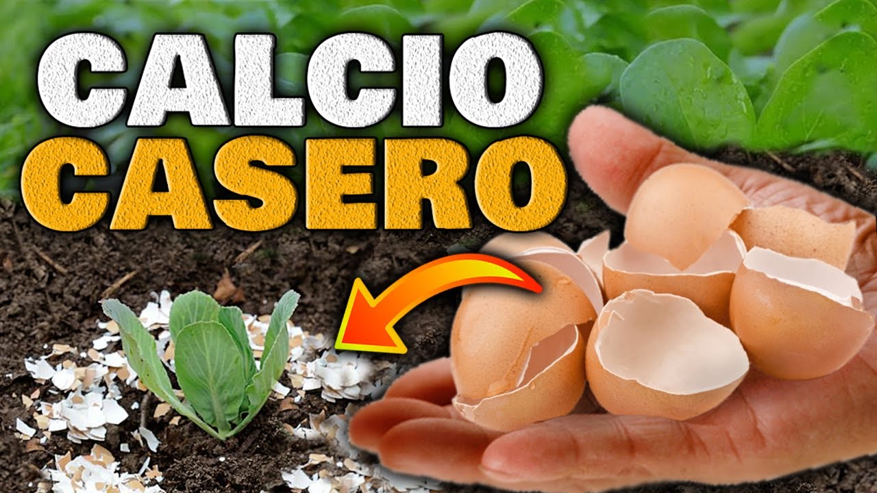 HACER CALCIO con CÁSCARAS DE HUEVO para ABONAR PLANTAS y Huerto Urbano | Abono Casero Orgánico