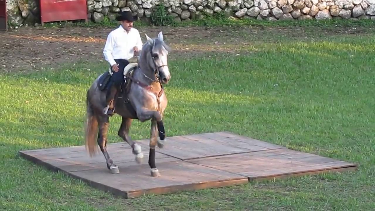 caballos bailadores chiapa colima.mov