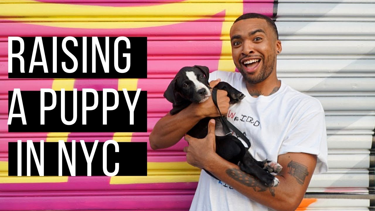 NYC Vlog: Raising a puppy in the city! (Summer 2019)