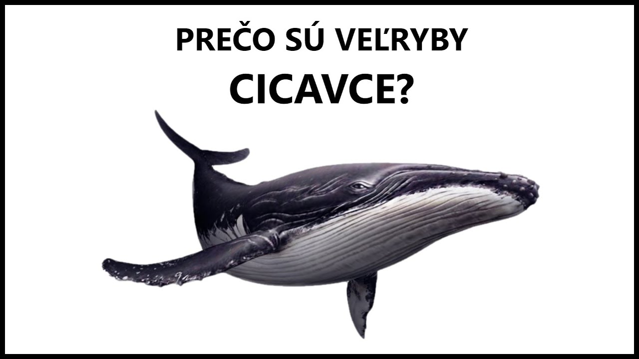Prečo sú veľryby cicavce?