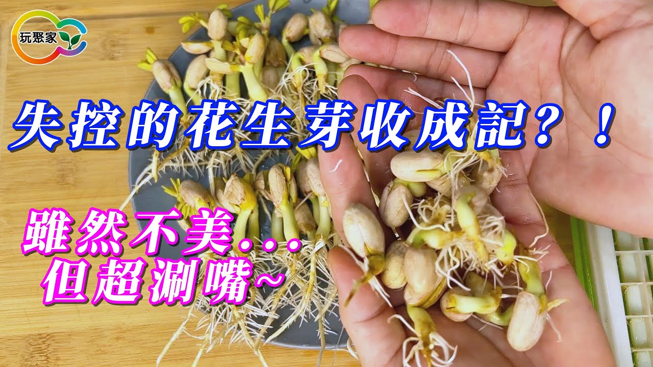 失控的花生芽收成記？！雖然不美但超涮嘴
