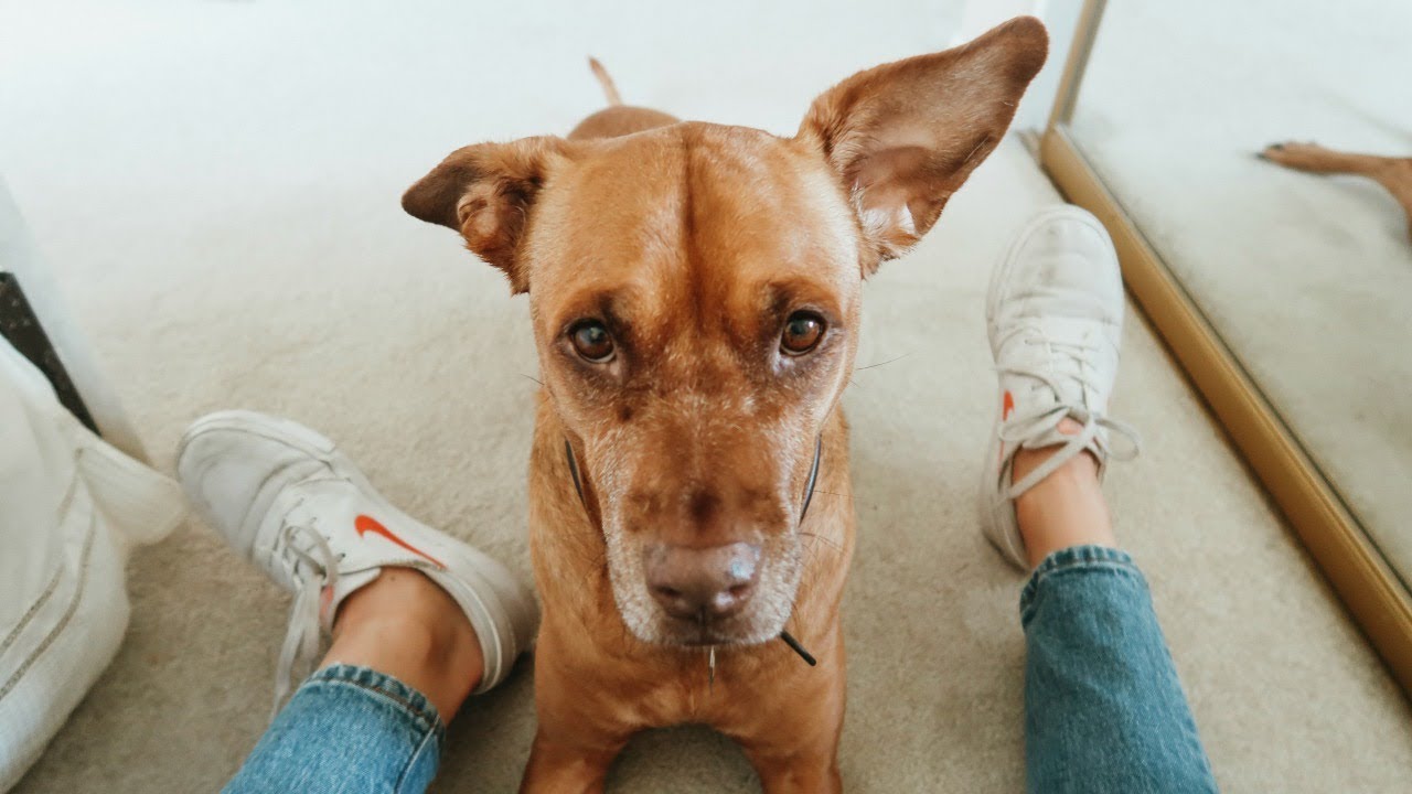 My Dog