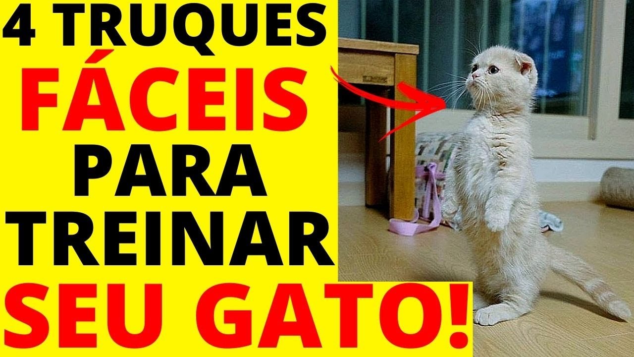 como adestrar um gato ? 4 TRUQUES SIMPLES para TREINAR seu gato!