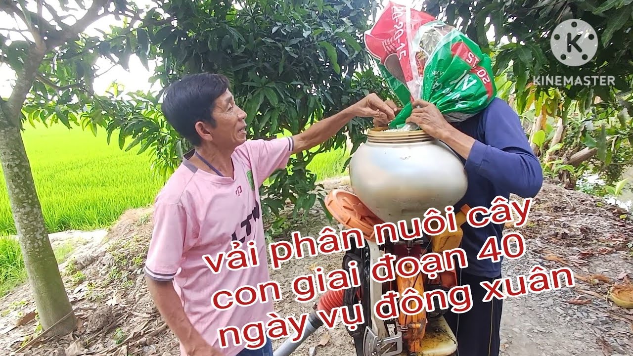 cách bón phân nuôi chồi con 16kg 20.15 