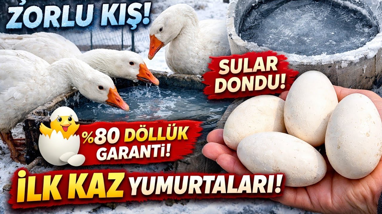 SULAR DONDU, KAZLAR YUMURTLADI! | Çiftlikte Zorlu Kış...