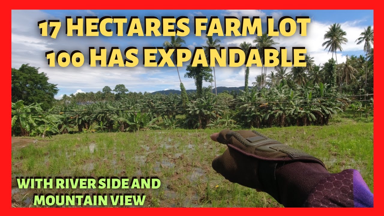 17 has Farm Lot in Majayjay Laguna for Sale (Lot Code 23108)