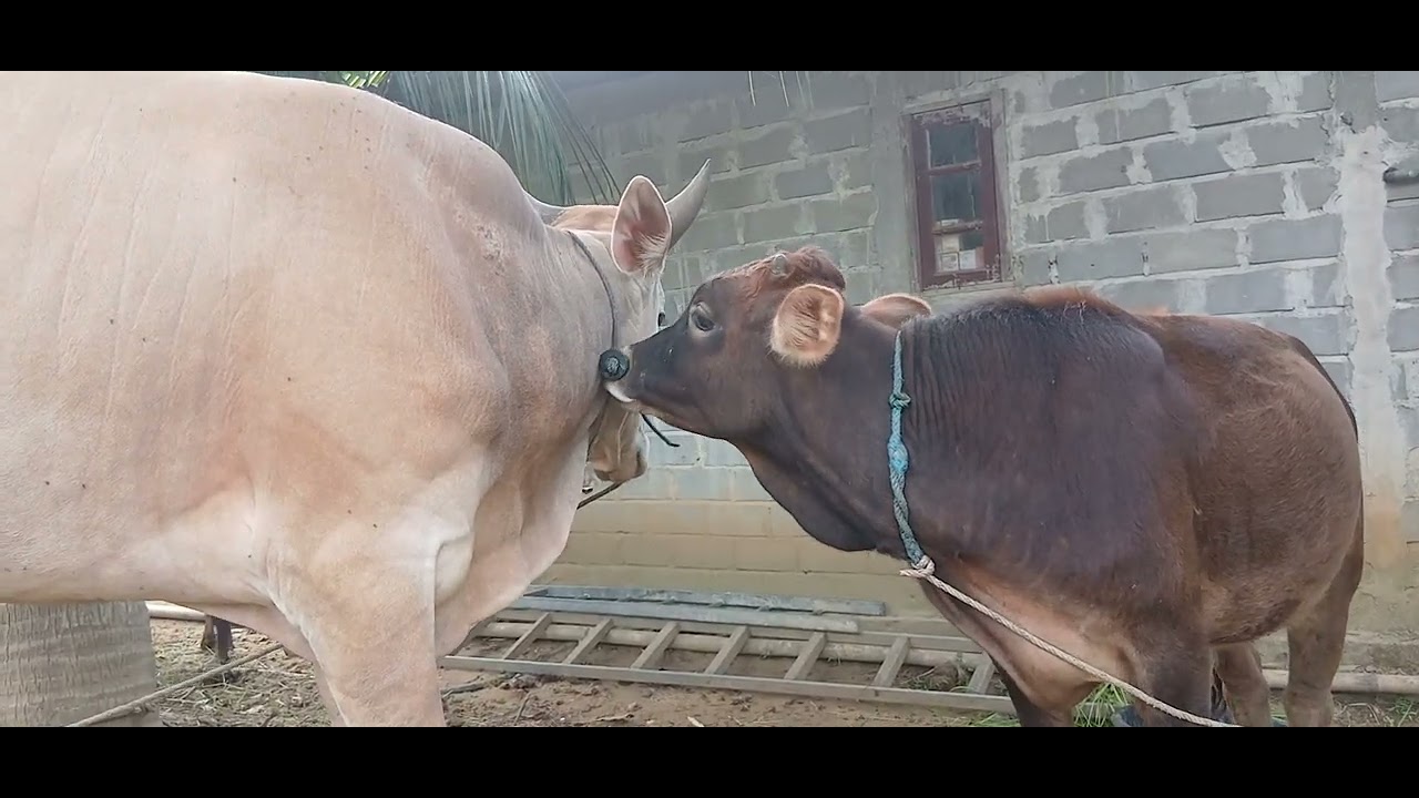 Video asli ternak sapi di kawasan rumah