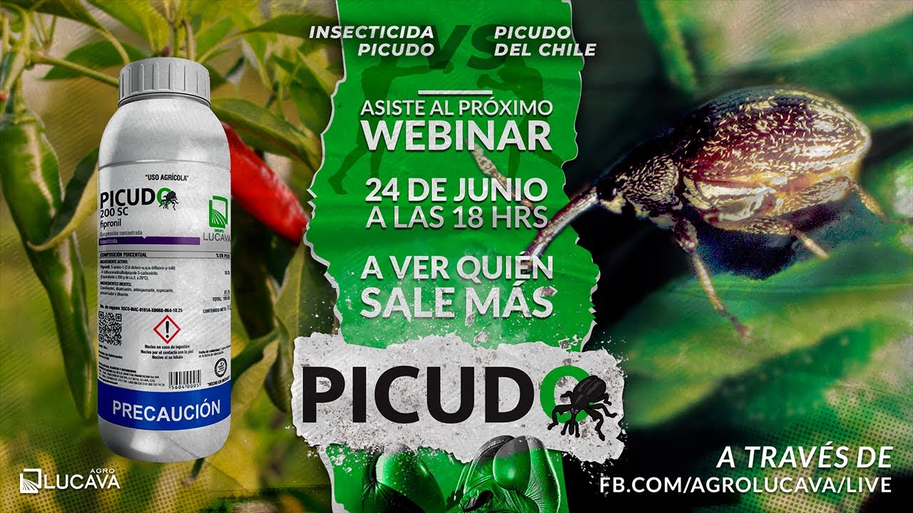 A VER QUIÉN SALE MÁS PICUDO | CONTROL DE PICUDOS Y BARRENADORES