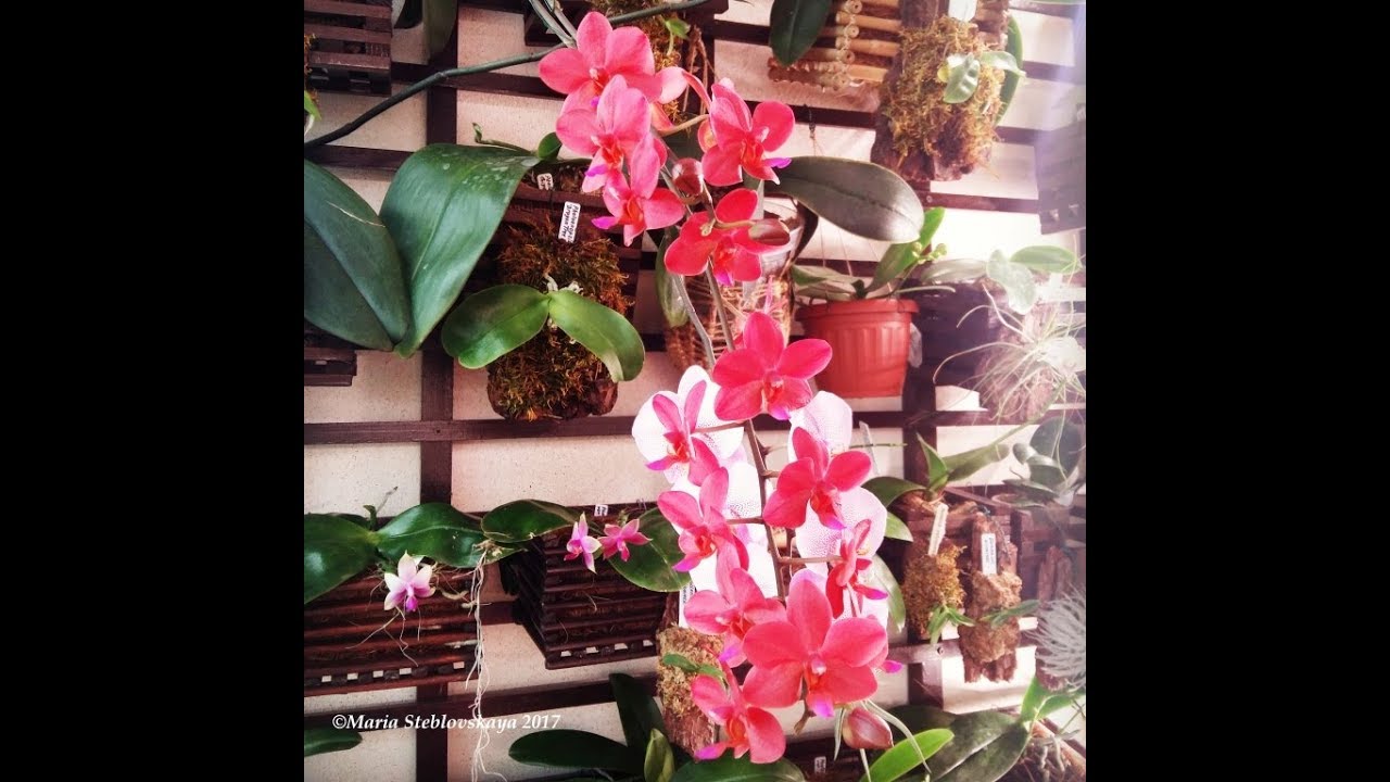 PHALAENOPSIS BUDDHA'S TREASURE -  описание и особенности ухода