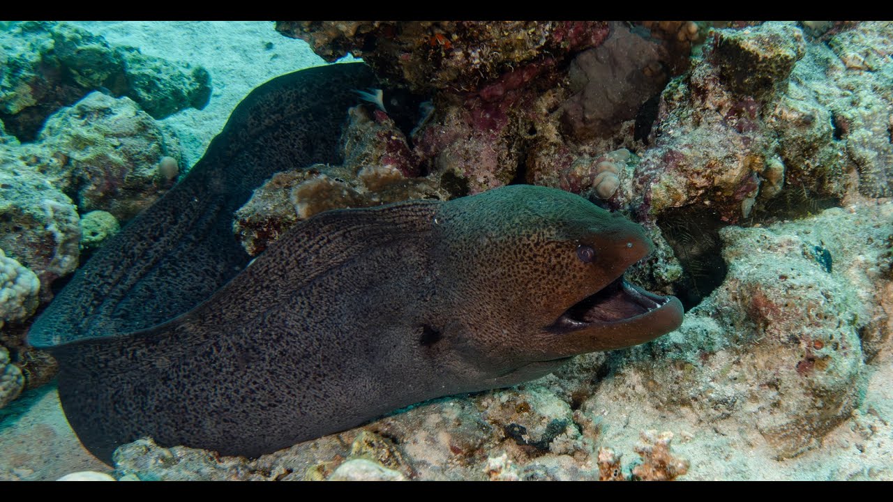 Entdecke die atemberaubende Unterwasserwelt von Soma Bay in Ägypten!  Mit Musik von Hans Zimmer