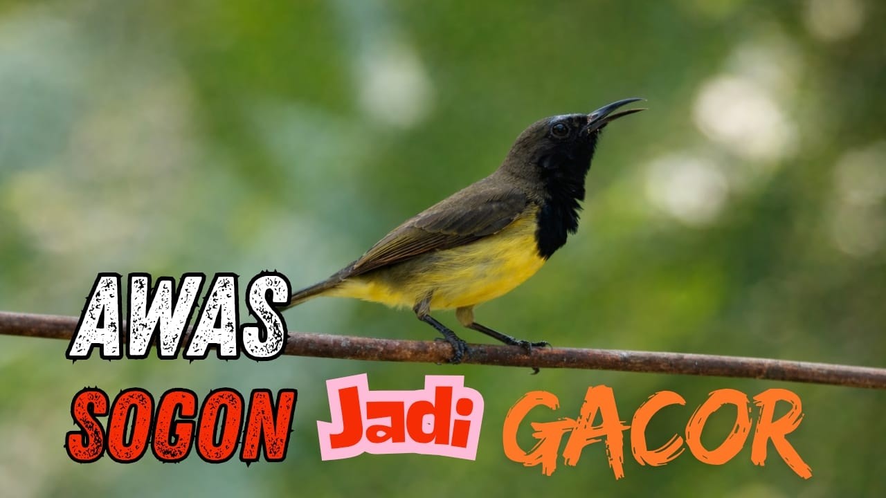 SUARA BURUNG SOGON PEMANCING EMOSI — Dijamin Burung Langsung Bunyi