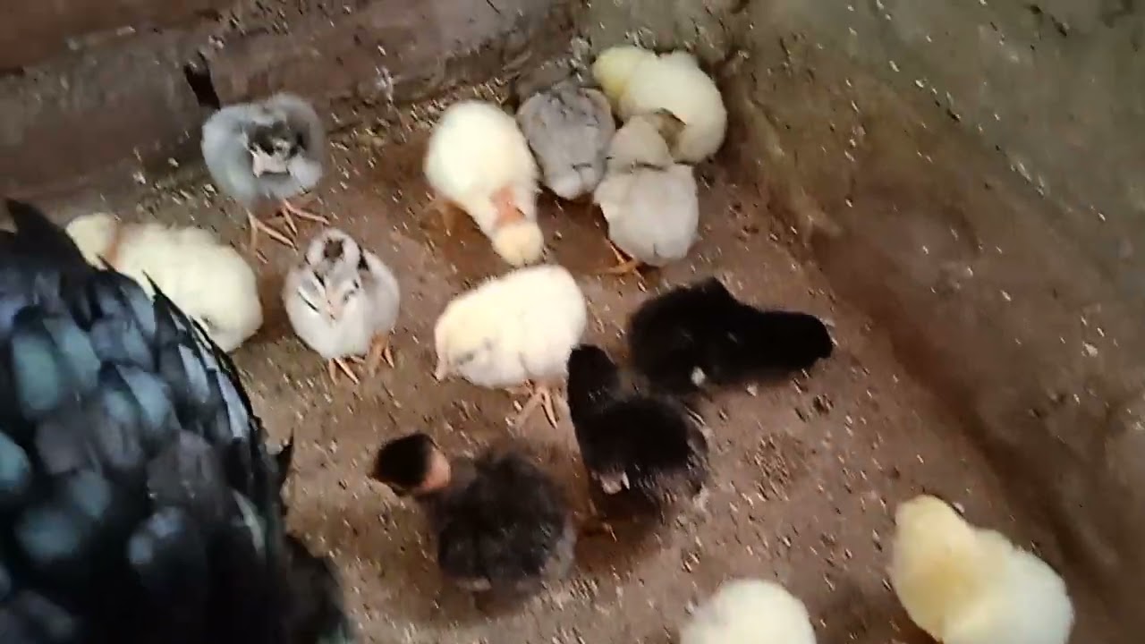 GALINHA SURA PESCOÇO PELADO COM 17 PINTINHOS, OLHA QUE COISA MAIS LINDA PESSOAL, MUITO GRATIFICANTE