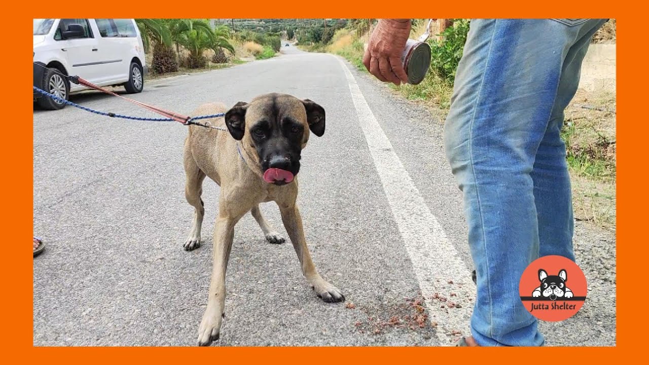 Franka a Dog Who Survived a House Fire is Rescued
