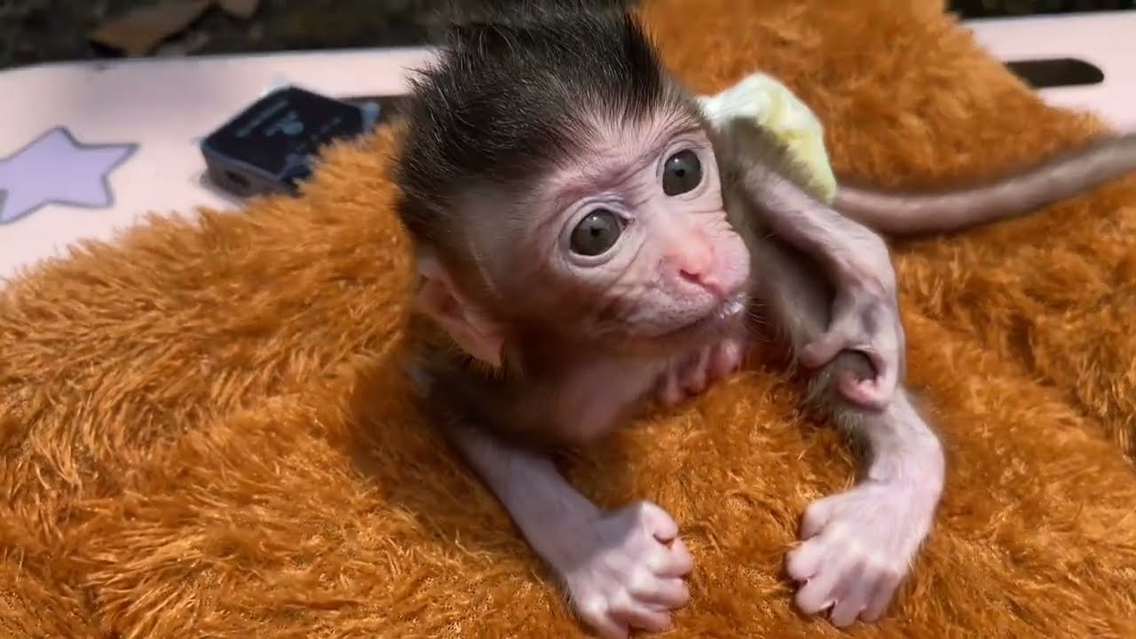 NEWBORN BABY MONKEY SUNNING AFTER BATHING