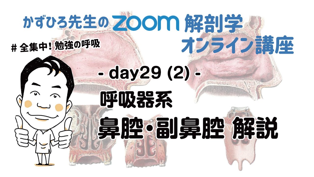 zoom解剖学 day29 (2) 呼吸器系 - 鼻腔・副鼻腔 解説