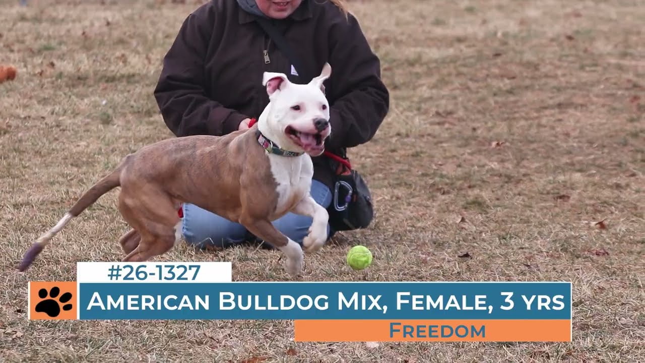 Freedom - 261327