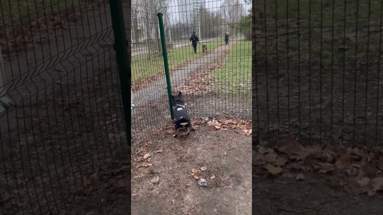 Sheepdog and French Bulldog | #shorts #tiktok
