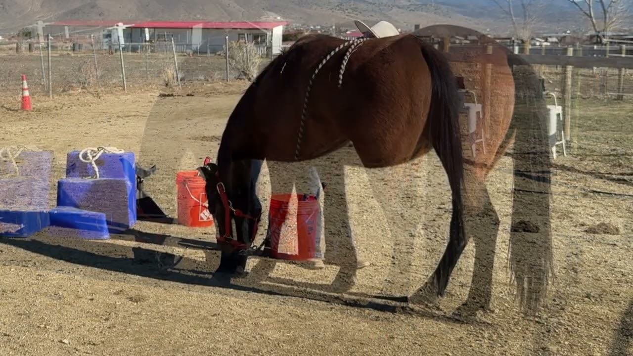 Young Horse Kicks HARD for Hoof Care but Is an Absolute Angel