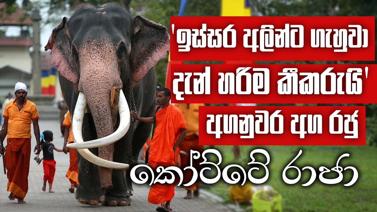 නැදුන්ගමුවේ රාජාට සමාන අගනුවර අග රජු කෝට්ටේ රාජා | Pet  Talk | EP 03