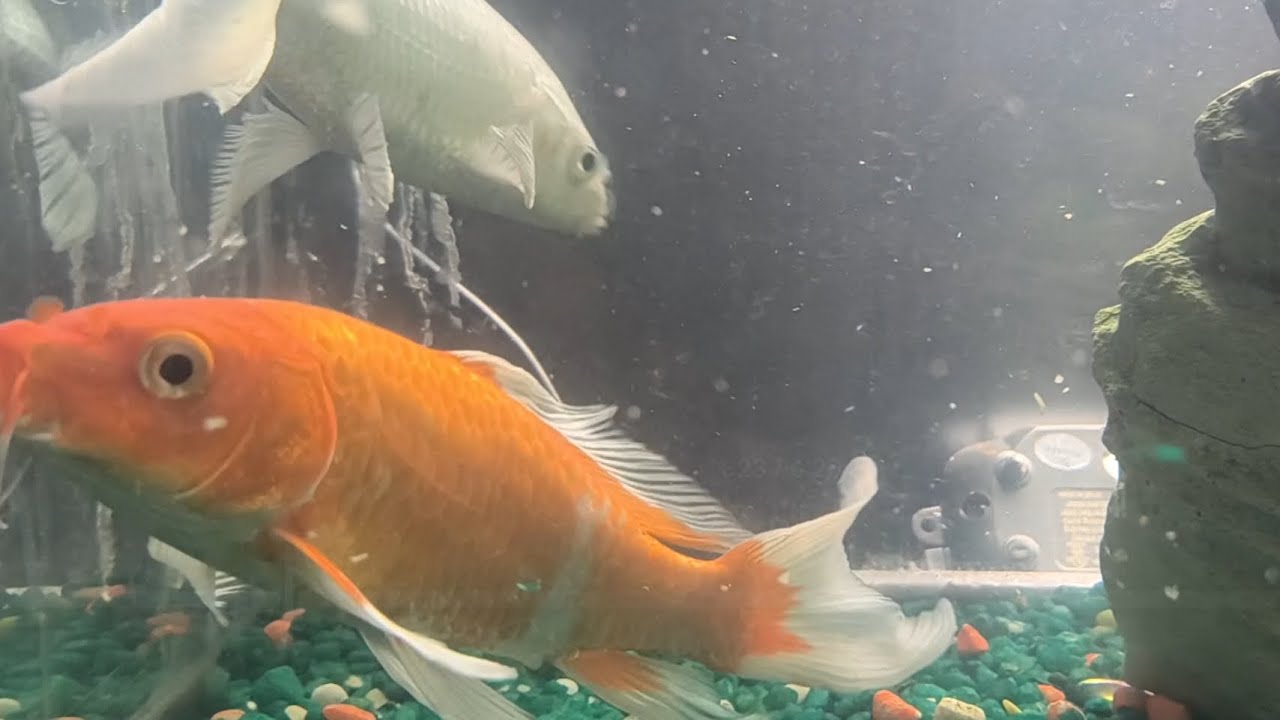 Japanese Koi Fish and Fancy Goldfish Feeding Time