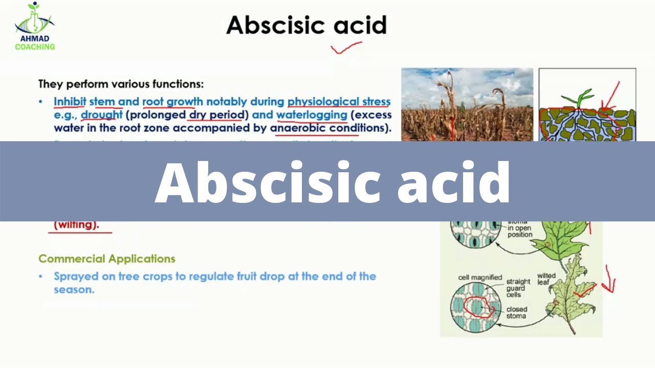 Abscisic acid | Plant Hormone | Phytohormones
