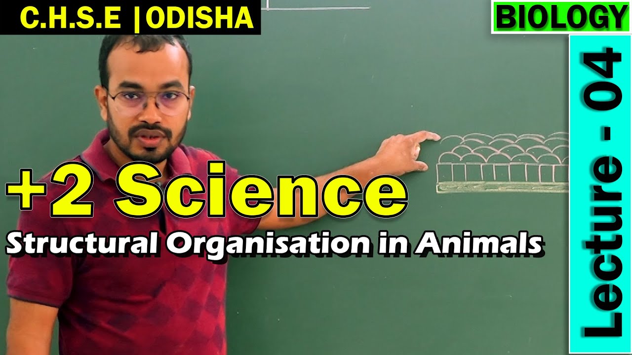 Lecture 04 | Structural Organisation in Animals | +2 Science online classes | CHSE