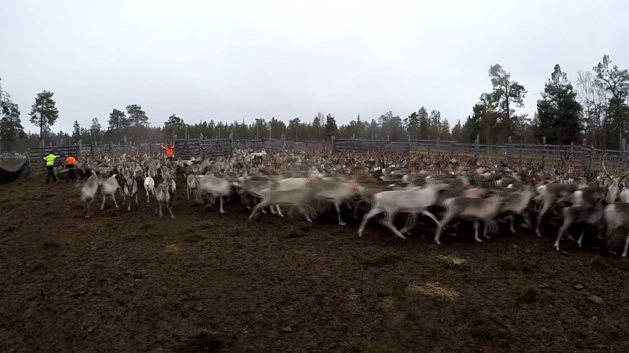 Reindeers, Vuomaselka 29.09.2017 Finland