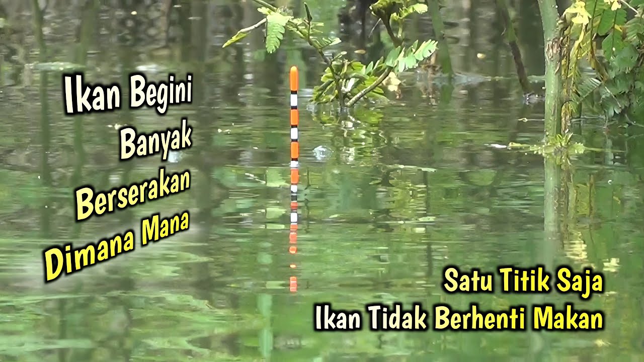 SAMPE KUWALAHAN‼️CUKUP SATU TITIK IKAN TIDAK BERHENTI MAKAN‼️MANCING IKAN NILA - MANCING MANIA