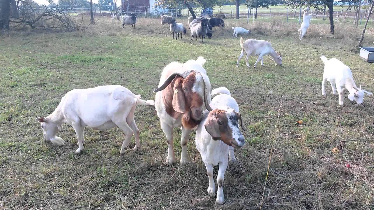 Der Eselige Ziegenbock