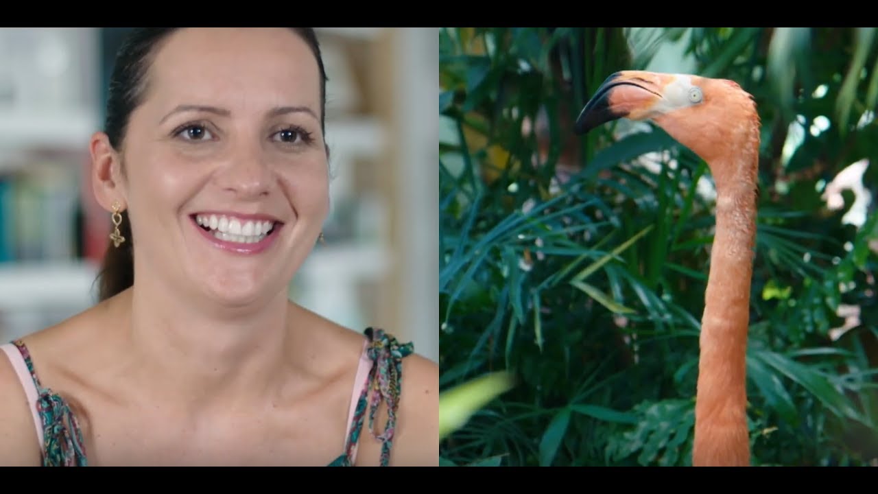 Przerażające motyle? Dobrze, że był tam flaming? ;) [No to lecę]