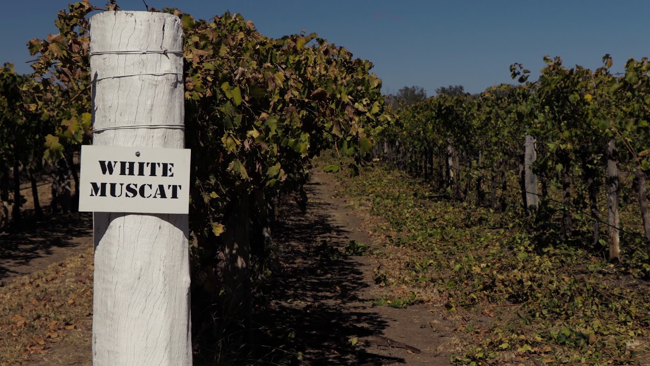 Riversands Vineyard Easter  in the Vines Tourist Video