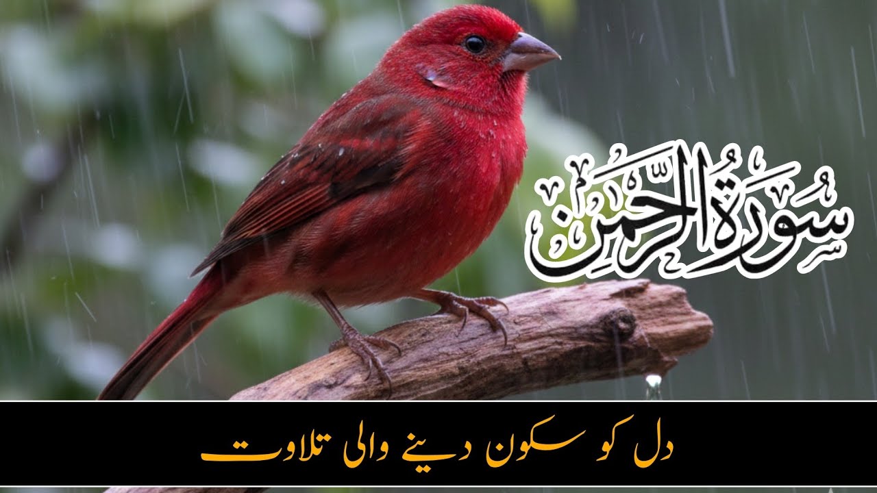 Surah Rahman |55 سوره رحمن | Episode 034| Beautiful Recitation | Surah Rahman Sharif