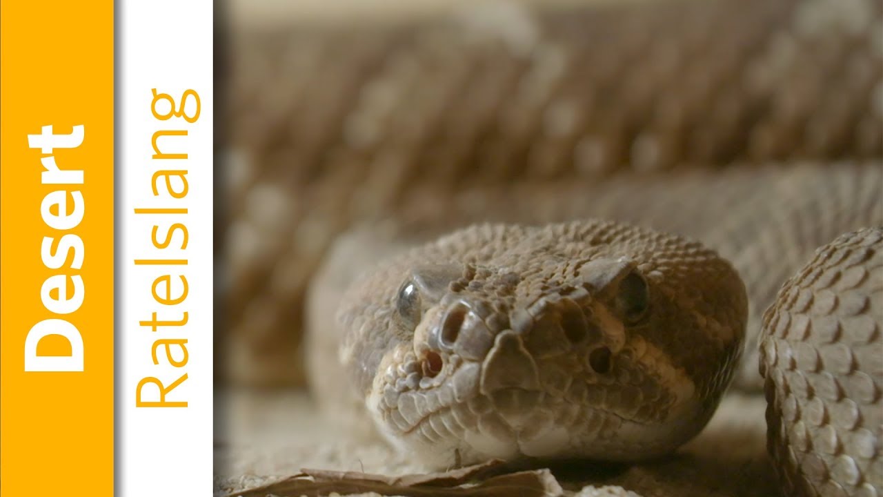Rode diamantratelslang | Burgers' Zoo Natuurlijk