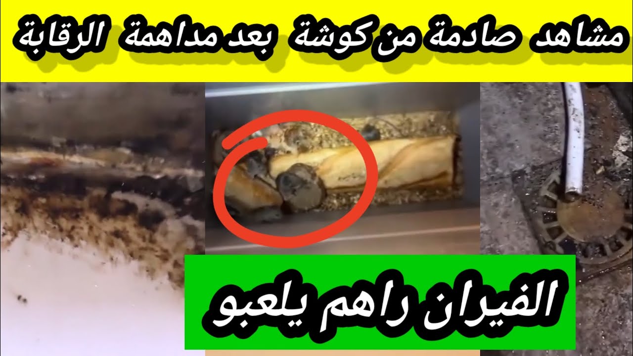 شاهد فضيحة من العيار الثقيل من مخبزة بالجزائر بعد مداهمة فرقة التفتيش تابع الفيديو 