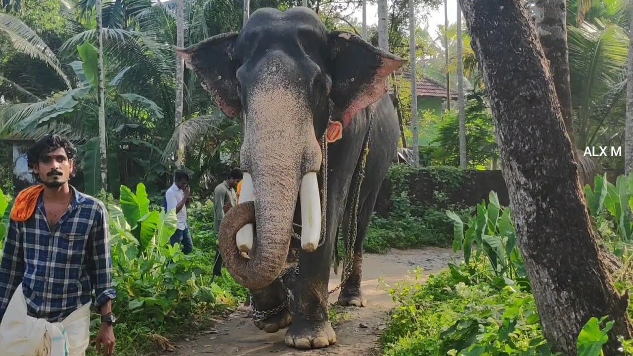 പ്ലാവിൻ്റെ ഇല മുഴുവൻ തിന്ന് തീർത്തു | Kanjirakkattu Sekharan | Elephant in Kerala | ആന
