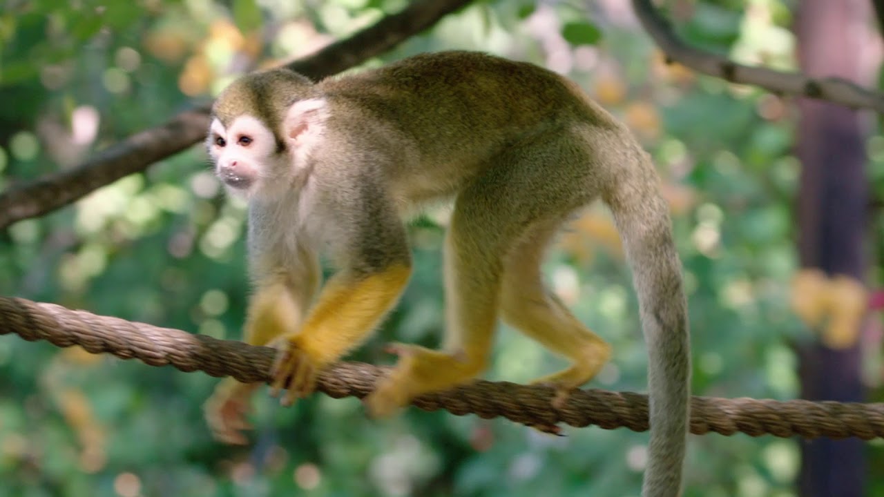 Squirrel Monkeys Monkeying Around at Phoenix Zoo