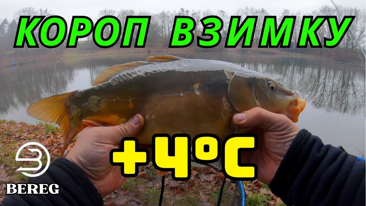 Зимова рибалка при +4°C! Короп на флет-фідер, PVA-цукерки і тест Daiwa NZON S