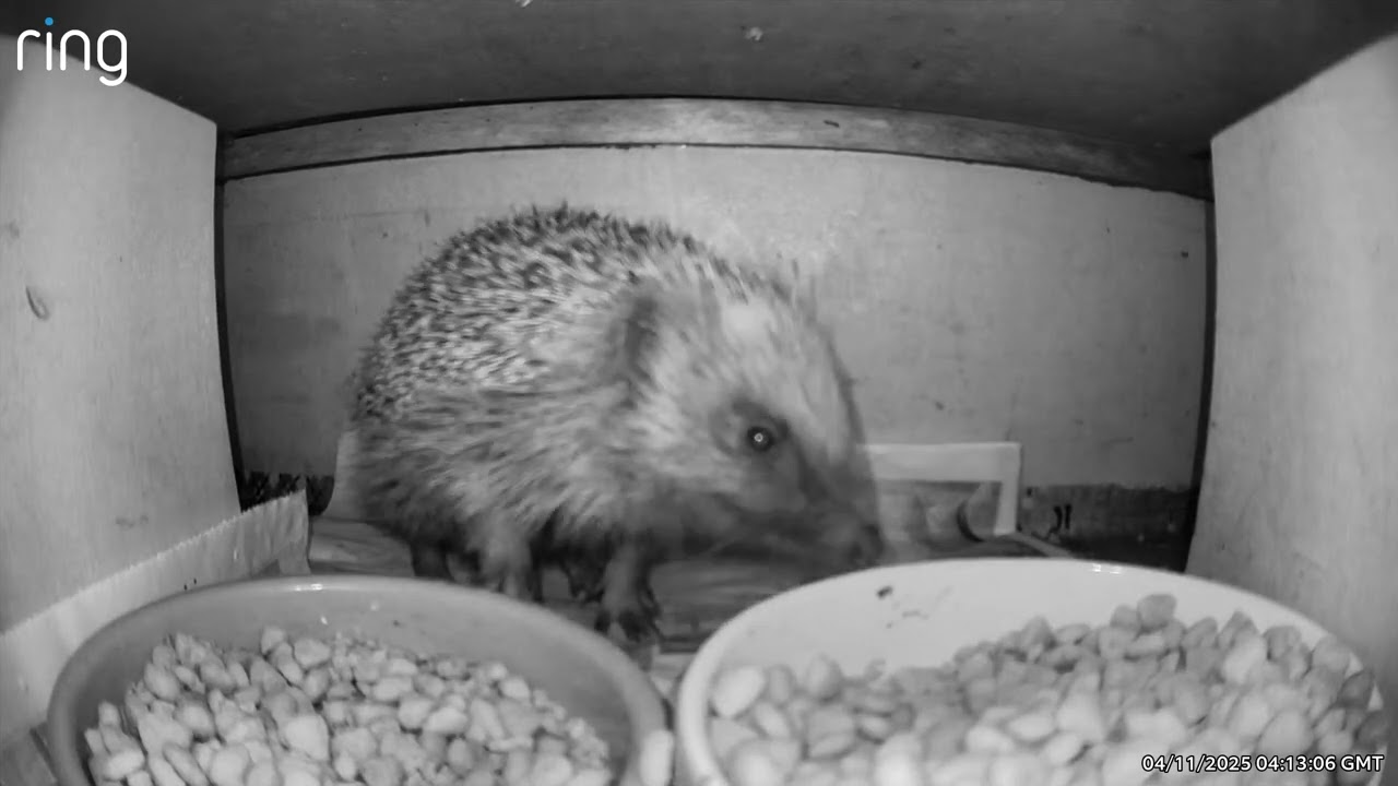 Hedgehogs 04/11/25