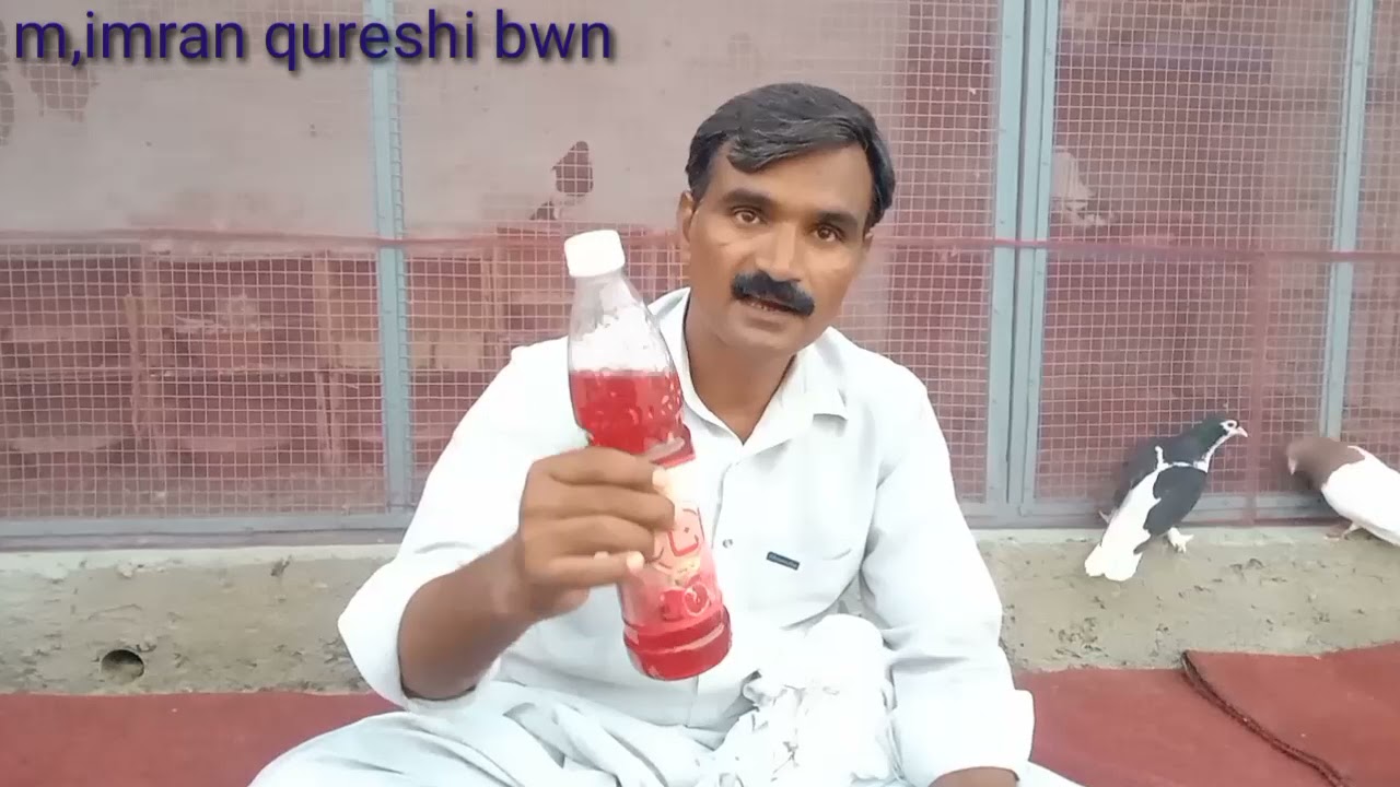 گرمیوں،کاکھیل،گولاکبوتروں،کےلیے عمران قریشی بھاولنگر