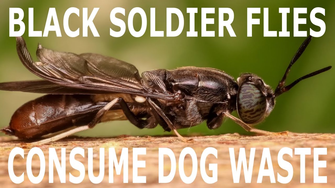 Black Soldier Fly Dog Waste Composting