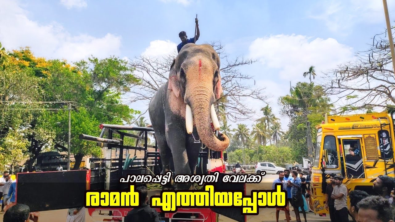 രാജാവ് ഇന്ന് പാലപ്പെട്ടിയിൽ 👑😍🔥Thechikottukav Ramachandran Today @Palapetty Aswathy vela 2024