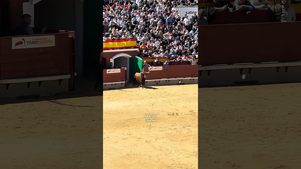 Salida De Este Precioso Toro De La Finca ToroPasi&oacute;n &iexcl;Vaya Le&oacute;n! #shorts