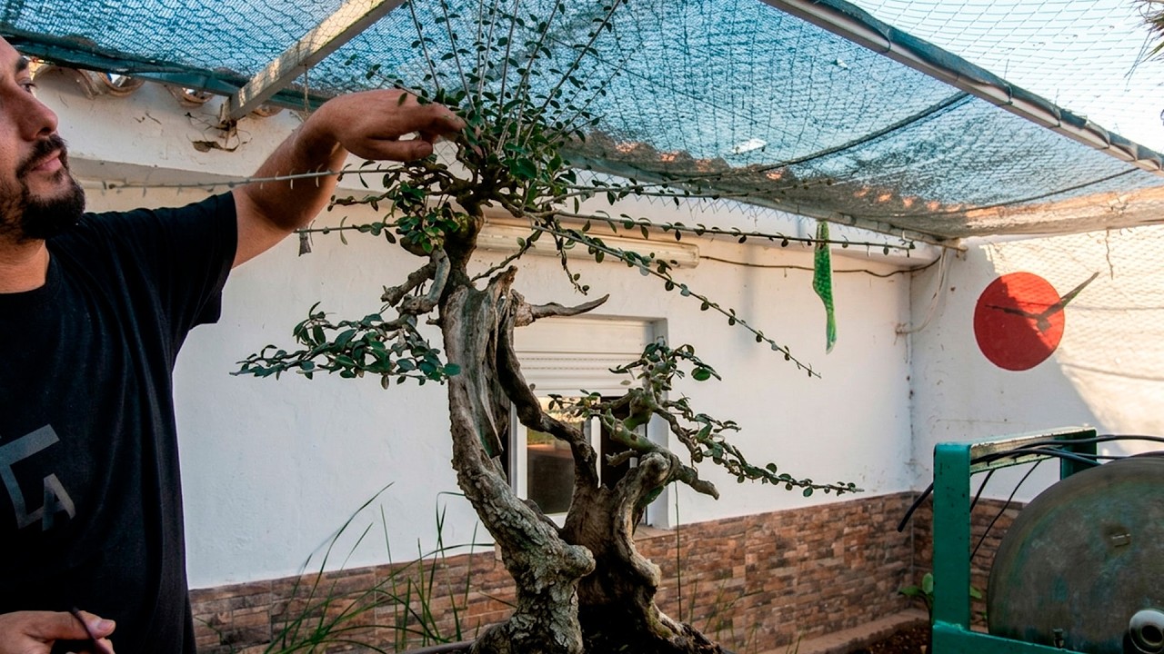 BONSAI acebuche CENTENARIO | dise&ntilde;o y colocaci&oacute;n de las ramas