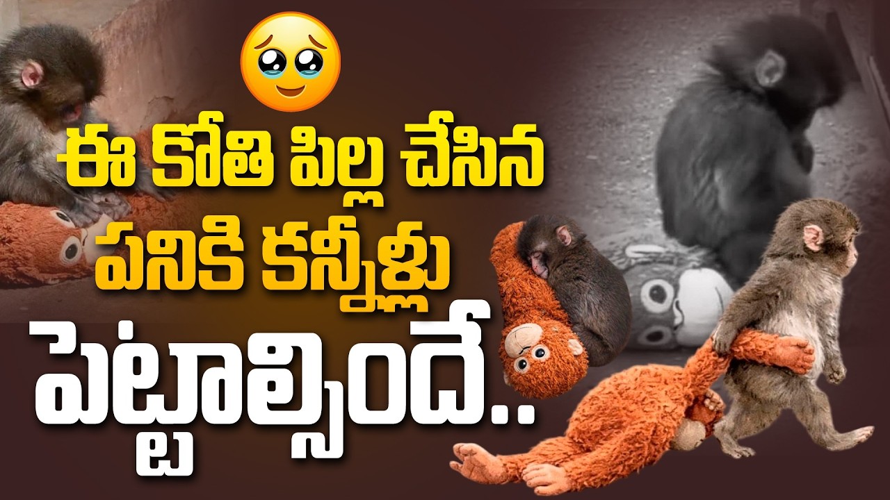 బొమ్మలో తల్లిని చూసుకుంది.. | Special Story on Japan Punch Baby Monkey | @Hit TV Clips